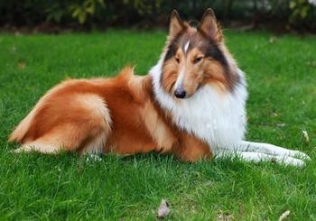 蘇格蘭牧羊犬