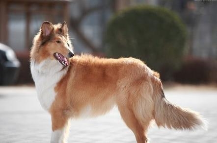蘇格蘭牧羊犬