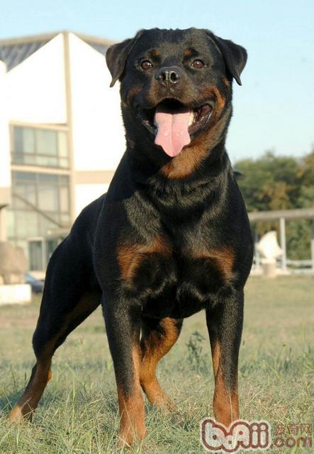 羅威納犬