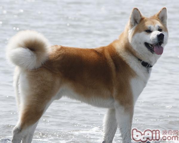 秋田犬