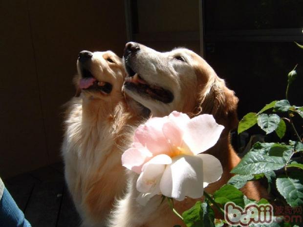 金毛犬