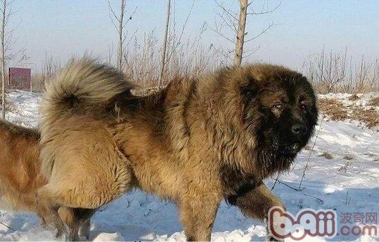 高加索犬