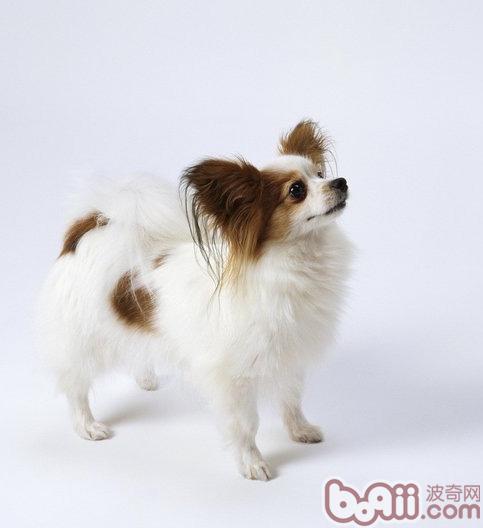 蝴蝶犬