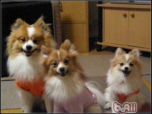 博美犬