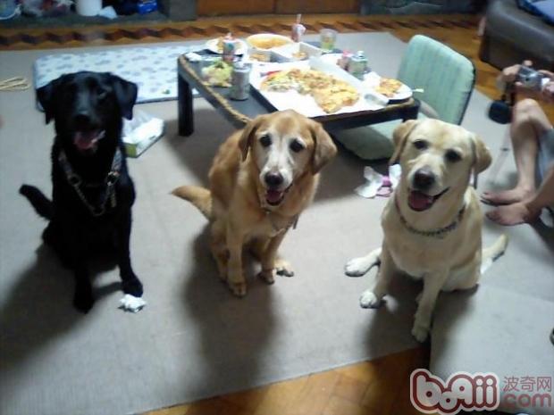 拉布拉多犬