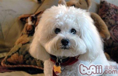 比熊犬
