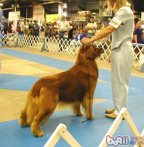 金毛犬