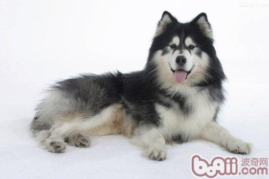 阿拉斯加犬
