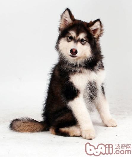 阿拉斯加犬