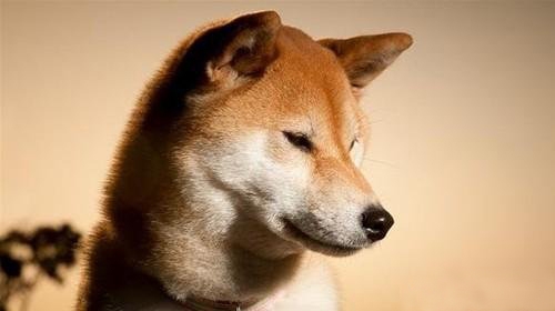 秋田犬