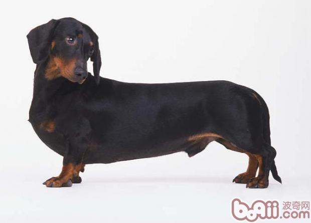 短毛臘腸犬