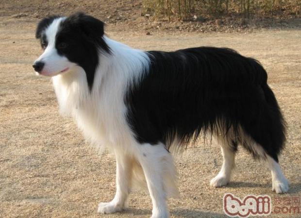 邊境牧羊犬