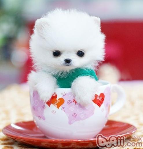 茶杯犬