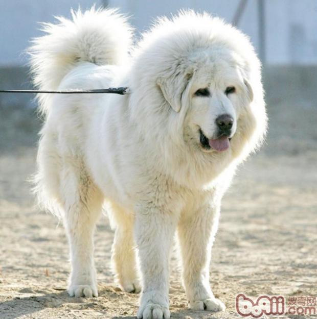 大白熊