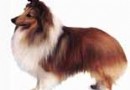 喜樂蒂牧羊犬的介紹