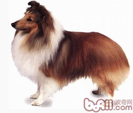 喜樂蒂