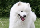教你如何挑選健康薩摩耶犬