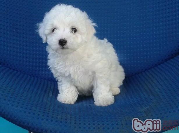 貴賓幼犬