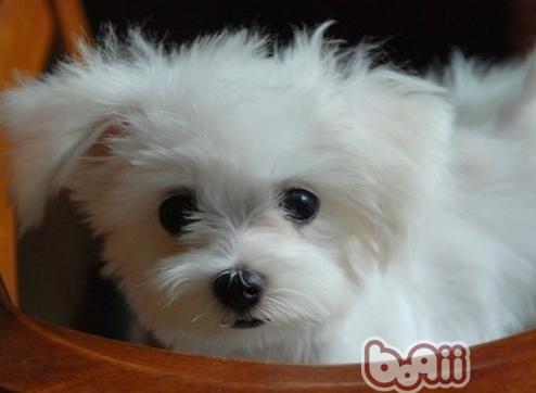 馬爾濟斯幼犬