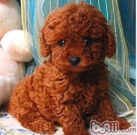 貴賓犬