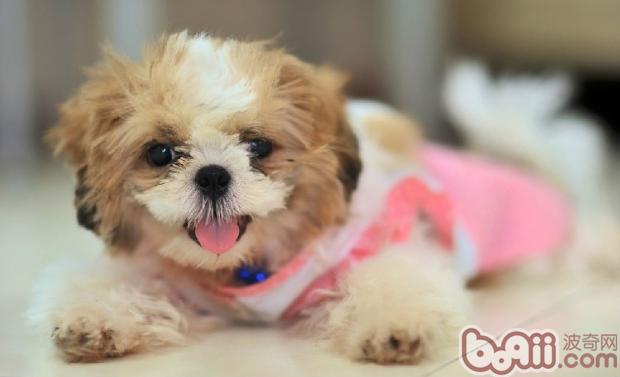 寵物犬