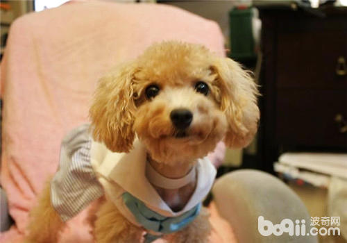 貴賓犬
