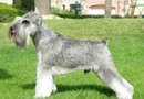 雪納瑞犬（Schnauzer）品種介紹
