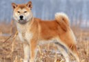 柴犬（Shiba Inu）品種介紹