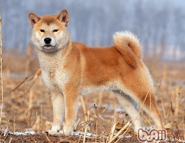 柴犬.jpg