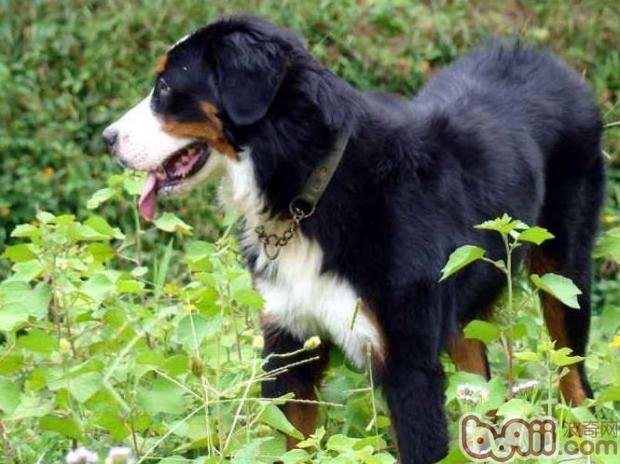 伯恩山犬