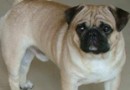 巴哥犬（Pug）品種介紹