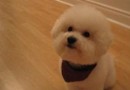 比熊犬品種介紹