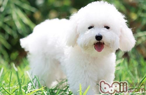 比熊犬