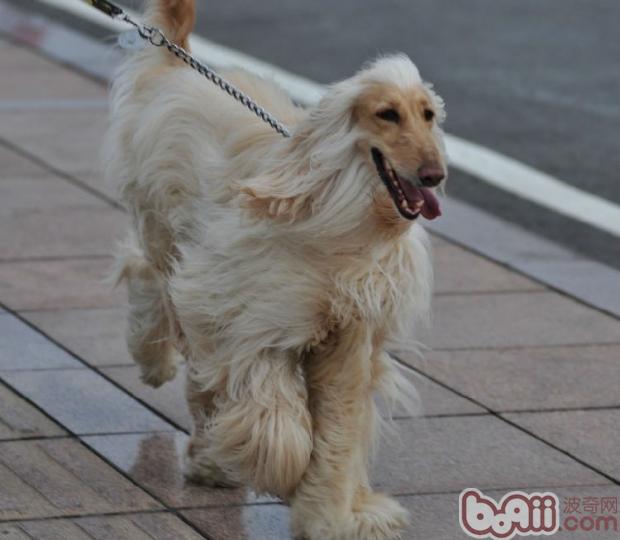 阿富汗犬.jpg