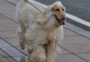 阿富汗獵犬（Afghan Hound）品種介紹