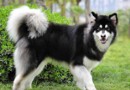 阿拉斯加犬品種介紹