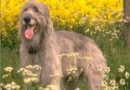 愛爾蘭獵狼犬（Irish Wolfhound）品種介紹