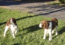 英國史賓格犬(English Springer Spaniel)品種介紹
