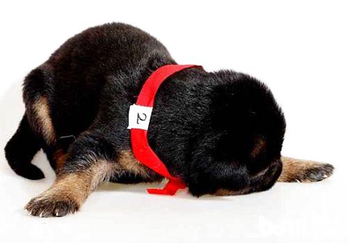 德牧幼犬