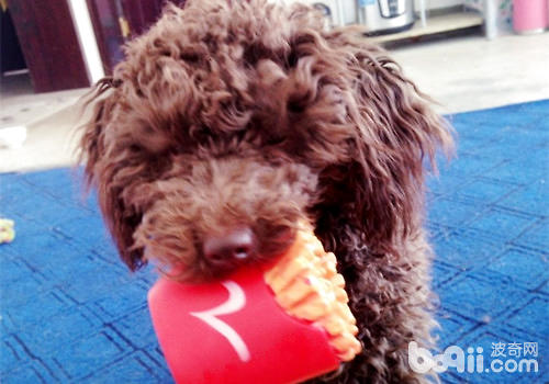 泰迪犬