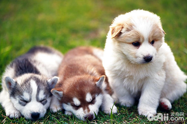           幼犬