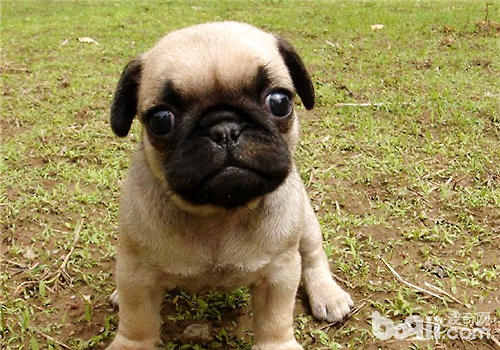 幼犬