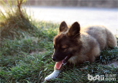 幼犬