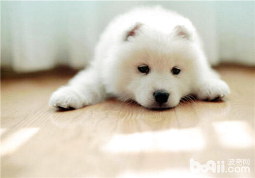 狗狗