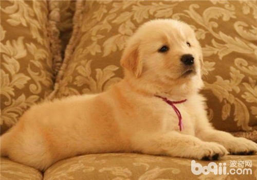 幼犬