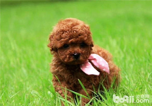 幼犬