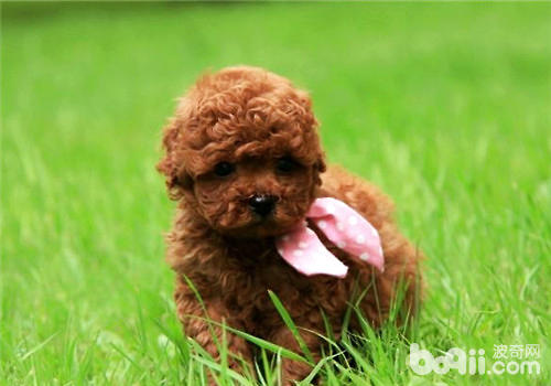 幼犬