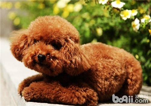 泰迪犬