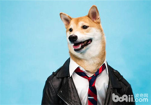 狗狗