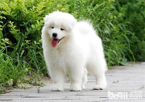 薩摩幼犬
